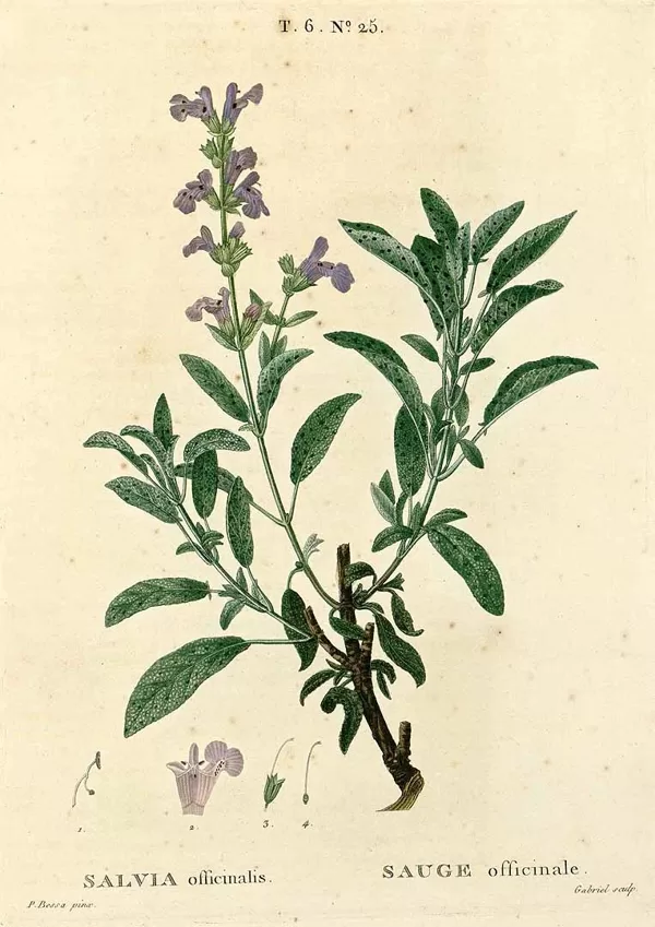 Salvija ārstniecības