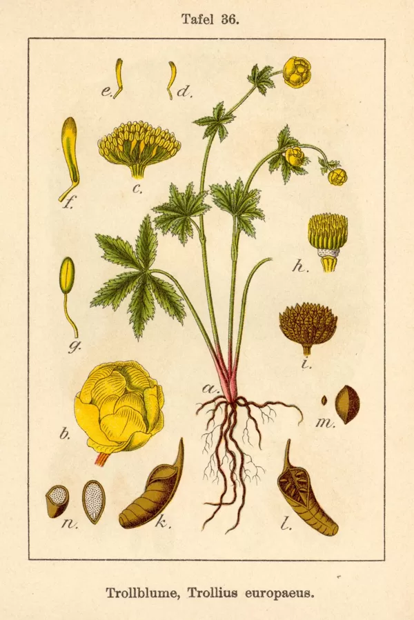 Saulpurene Eiropas