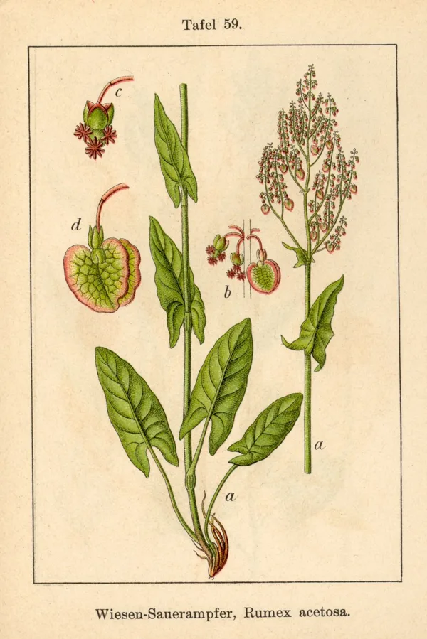 Skābene pļavas