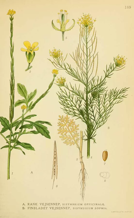 Smalkžodzene Sofijas (1)