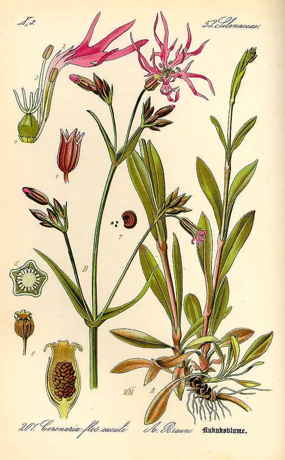 Spulgnaglene pļavas