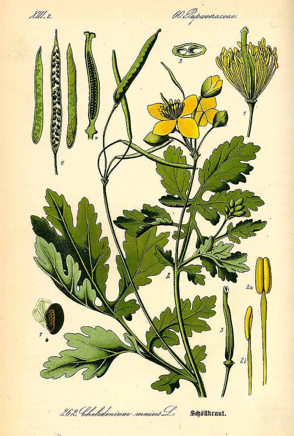 Strutene lielā