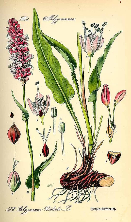 Sūrene zalkšu