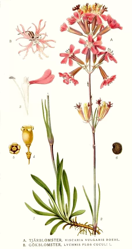 Lipīgā sveķene