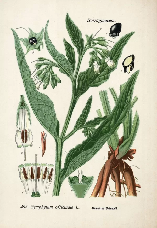 Tauksakne ārstniecības