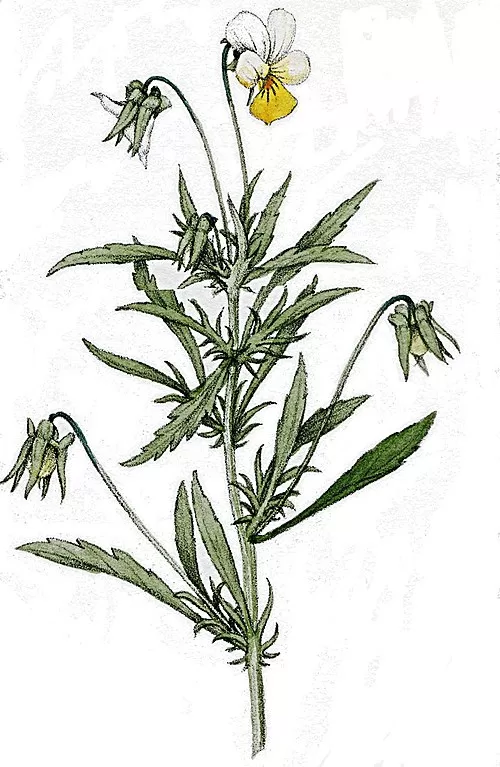 Tīruma vijolīte