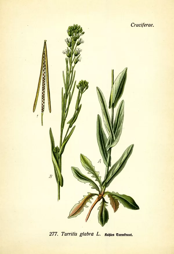 Tornītis kailais
