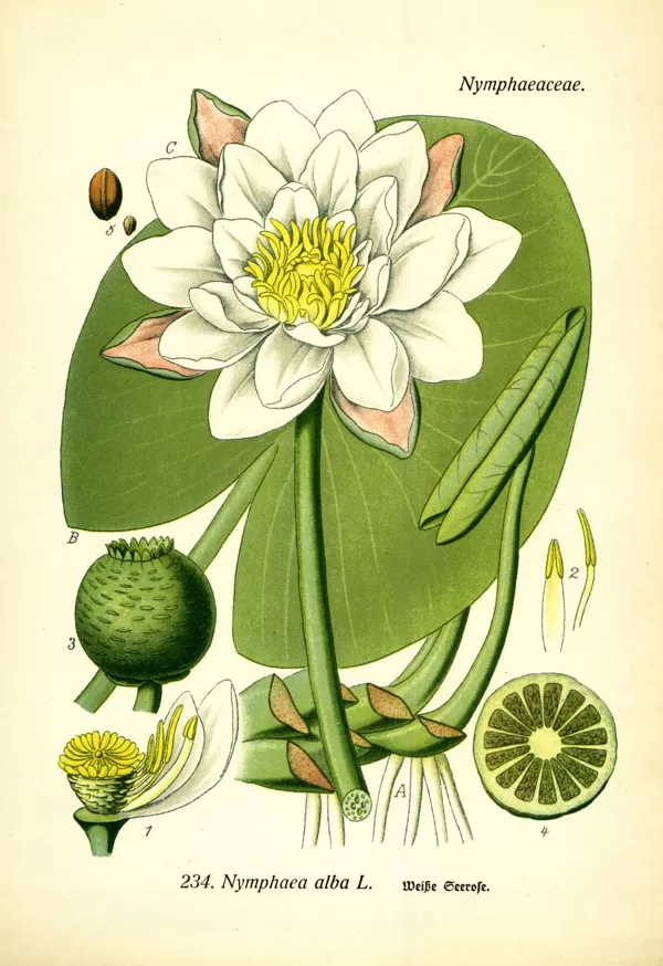 Ūdensroze baltā