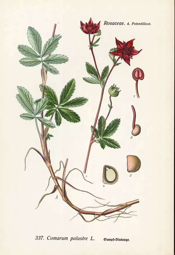 Vārnkāja purva