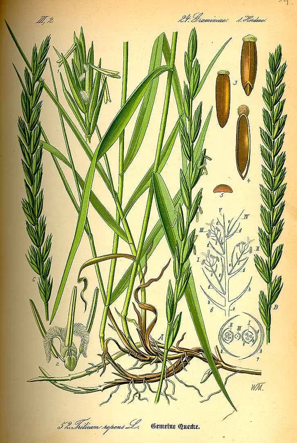 Vārpata ložņu