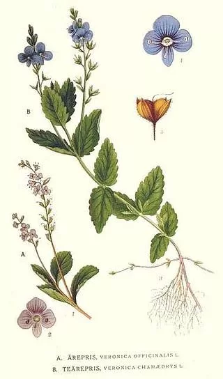 Birzstalu veronika