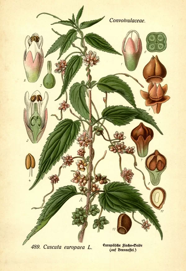 Vija Eiropas