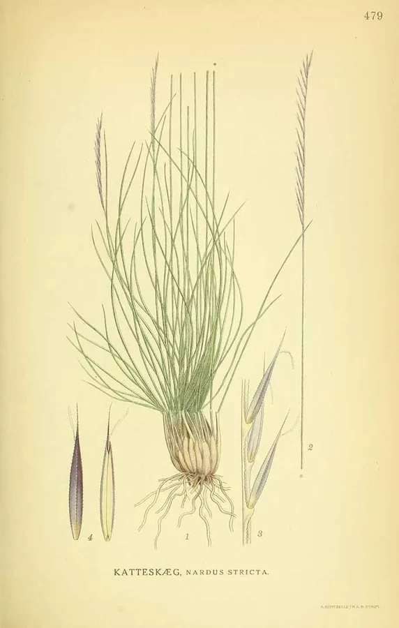 Vilkakūla stāvā