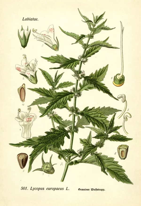 Vilknadze Eiropas