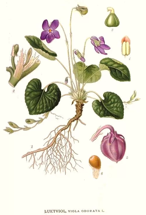 Vijolīte smaržīgā