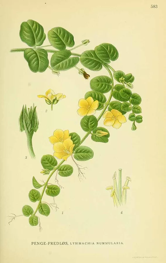 Zeltene pļavas