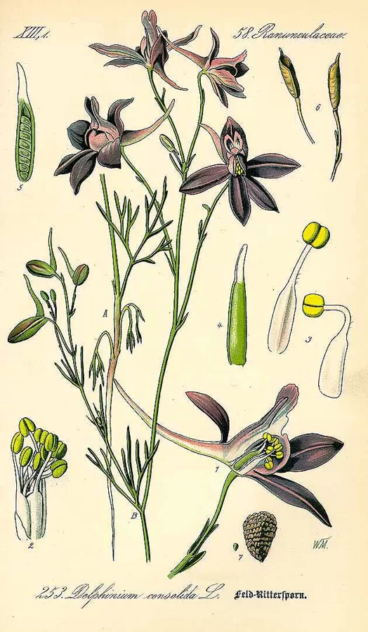 Zilausis tīruma
