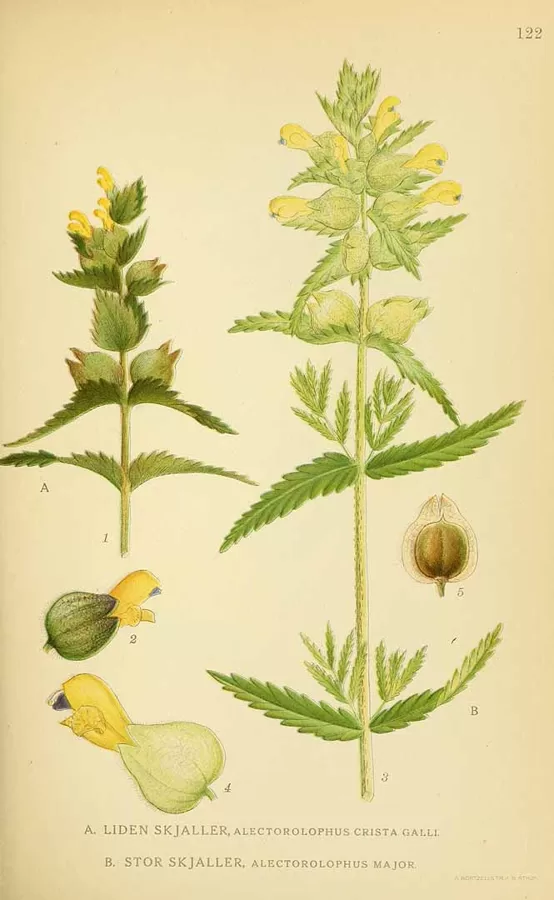 Zvagulis