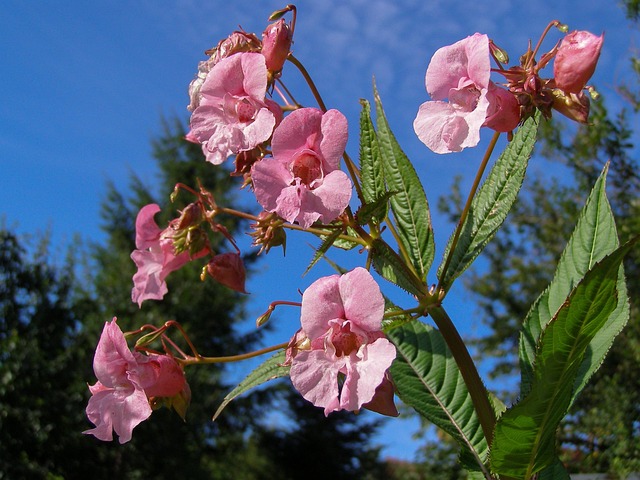 himalayan-impatiens-1528844_640.jpg