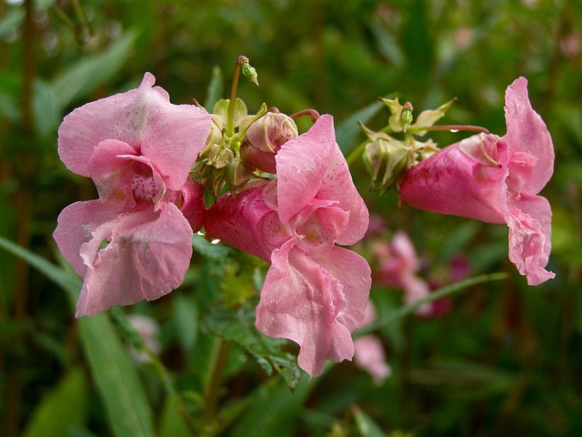 himalayan-impatiens-1528853_640.jpg