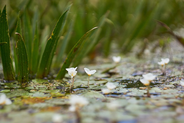 Common snowdrop