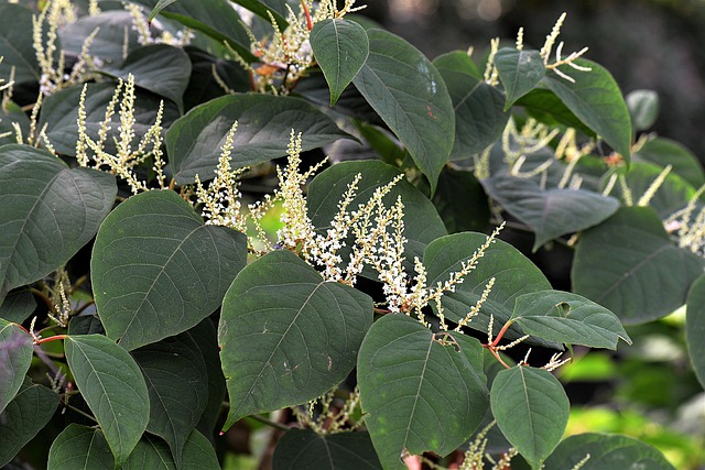 knotweed-2699120_640.jpg