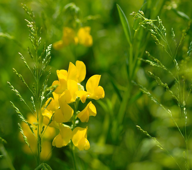 Meadow grass