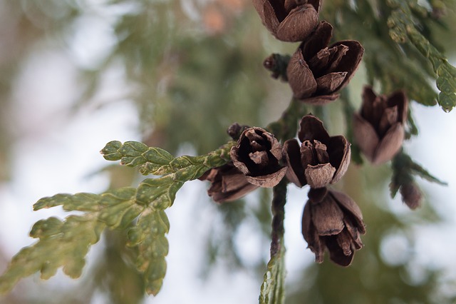 Thuja western