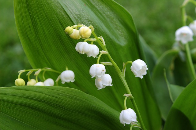 Image of Daphne mezereum and Lily of the Valley