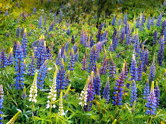 Lupines