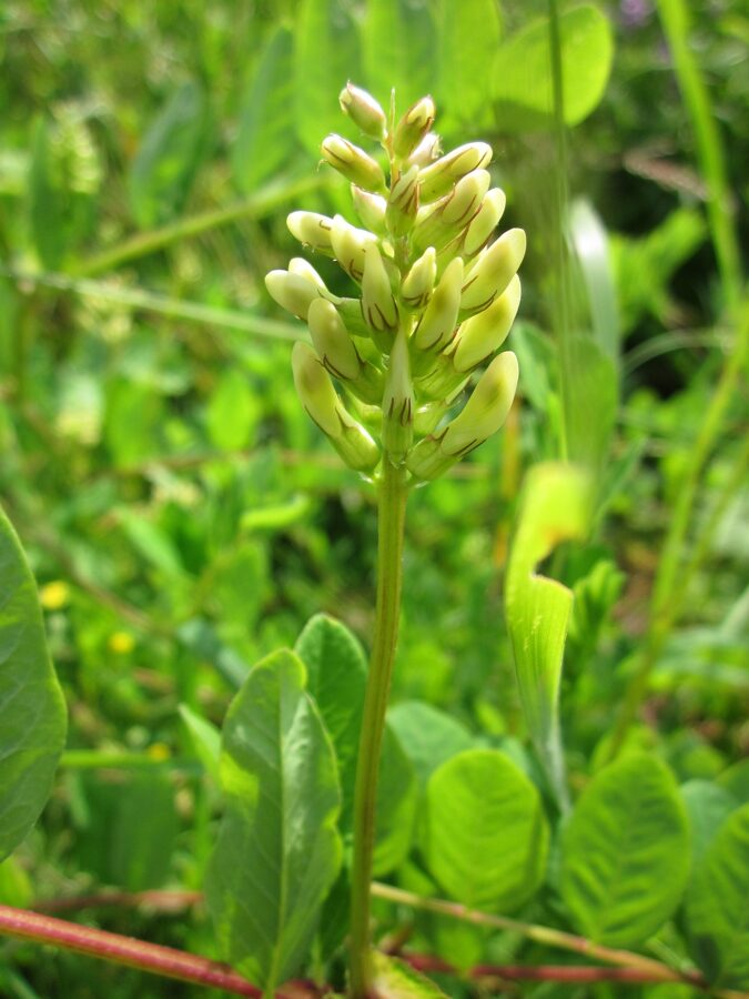 Sweet-leaved tragacanth