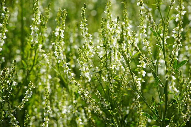 White clover