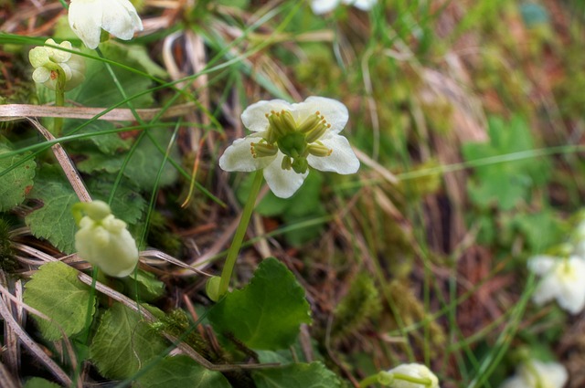 Single-flowered moss