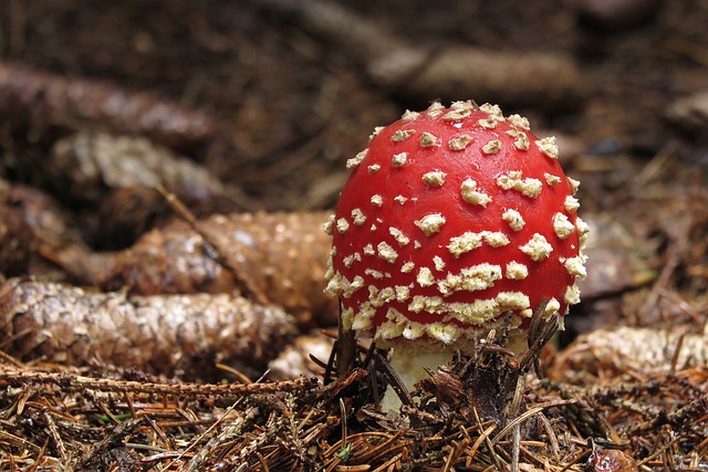 mushroom-2994824_640.jpg