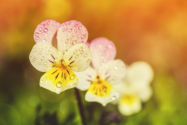 pansy-4207250_640.jpg