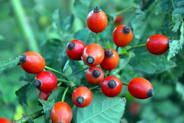 rosehips-3653762_640.jpg