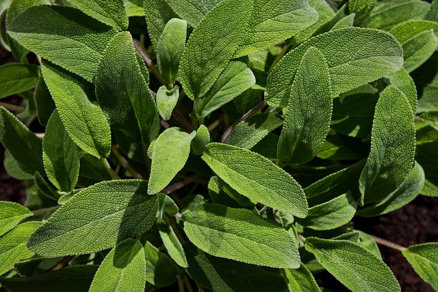 sage-5056221_640.jpg