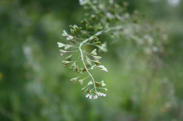 Shepherd's Purse Herb Powder | Healing Earth Inc