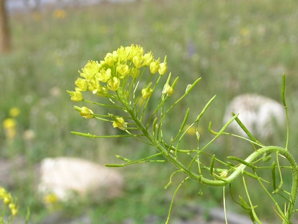 Image of Flixweed as a cut flower