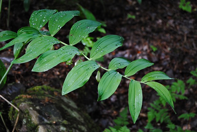 Is solomon's seal hot sale poisonous to dogs