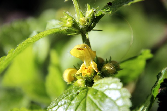 Yellow nettle