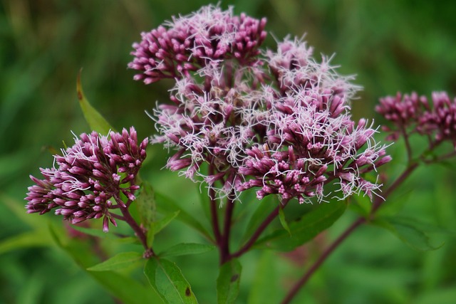 thegraphicman-hemp-agrimony-6718594_640.jpg