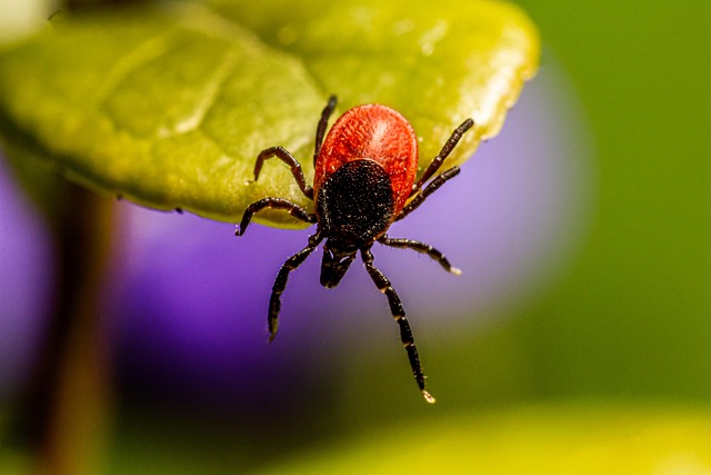 tick-7644666_640.jpg