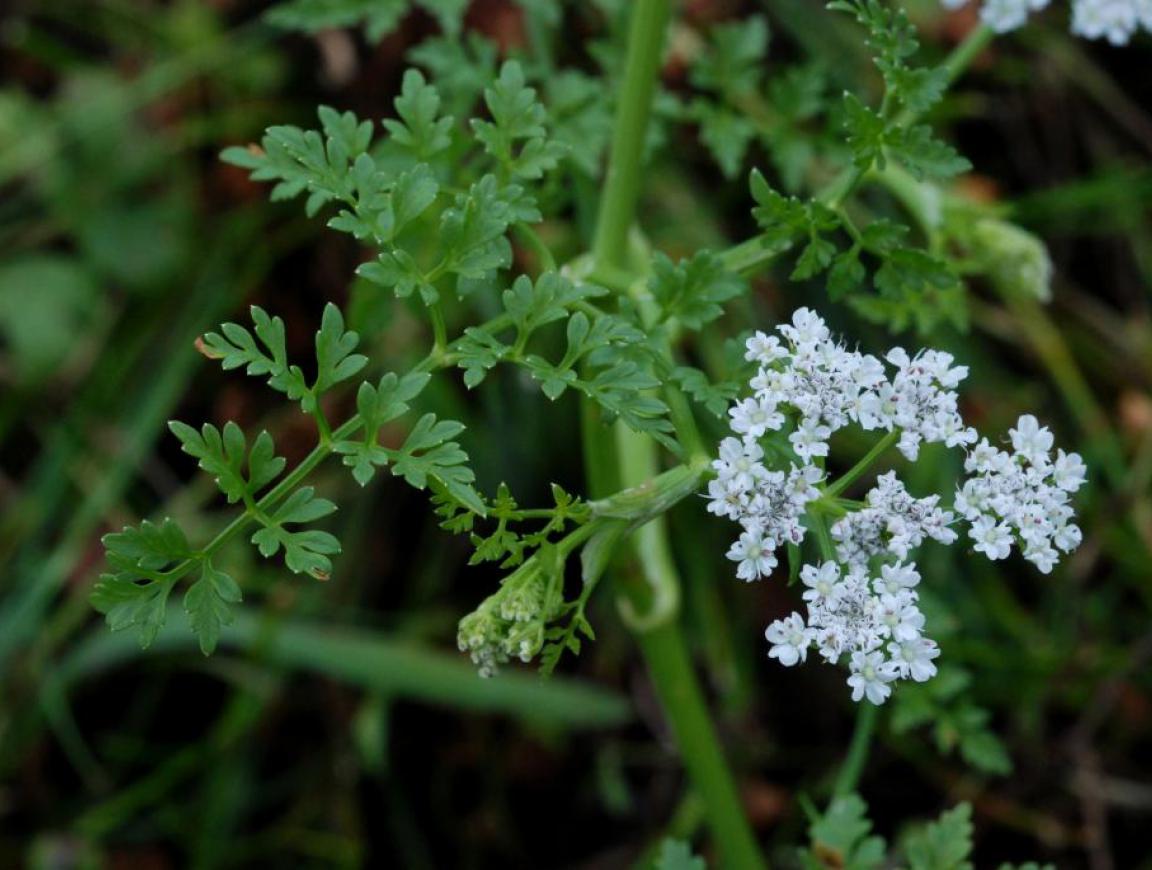 AGFonds - Fine-leaved Water-dropwort (Oenanthe aquatica)