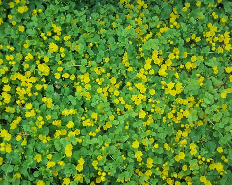 AGFonds Zeltene P avas Lysimachia Nummularia L 